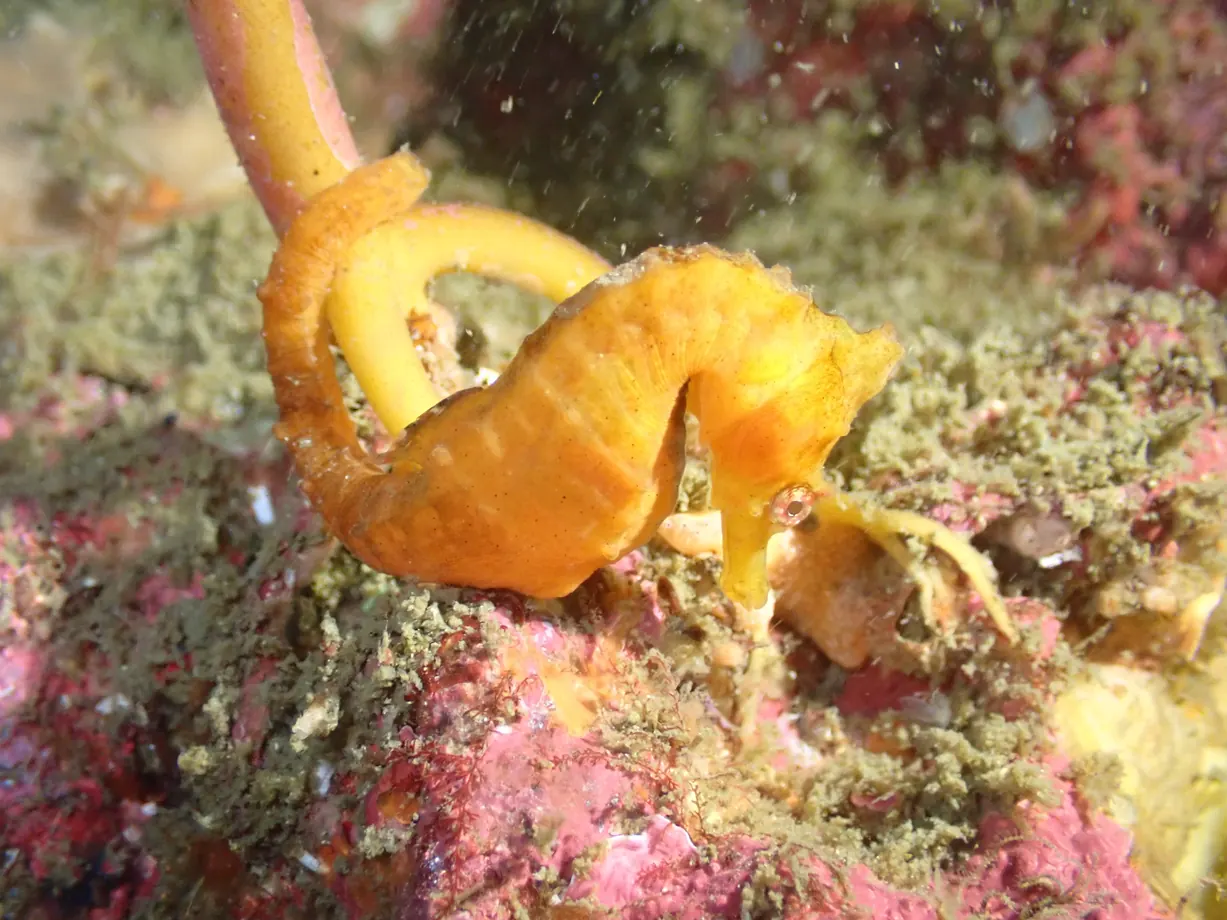 タツノオトシゴの水中写真
